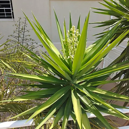 Διαμέρισμα 3 Bedroom Maisonette In Swieqi Is-Swieqi