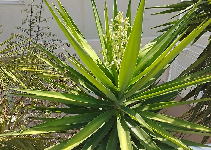 Appartamento 3 Bedroom Maisonette In Swieqi Is-Swieqi